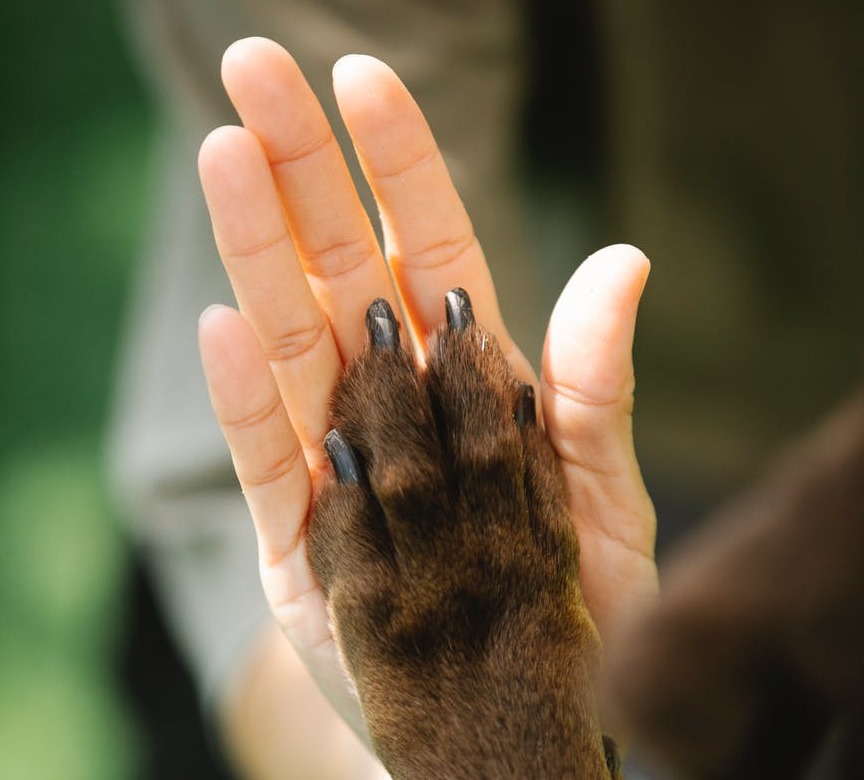 Woman having high five with obedient dog  © Blue Bird 